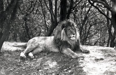 ホイップスネイド動物園で1935年に撮影された、横になっているライオン 作： Frederick William Bond